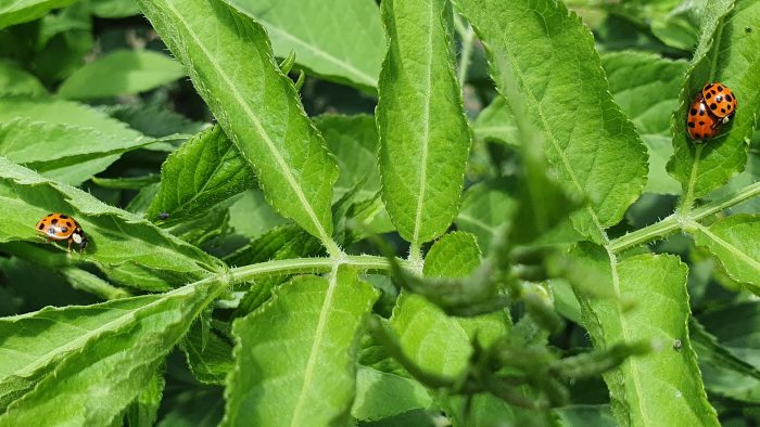 Du betrachtest gerade Natura naturans – natura naturata