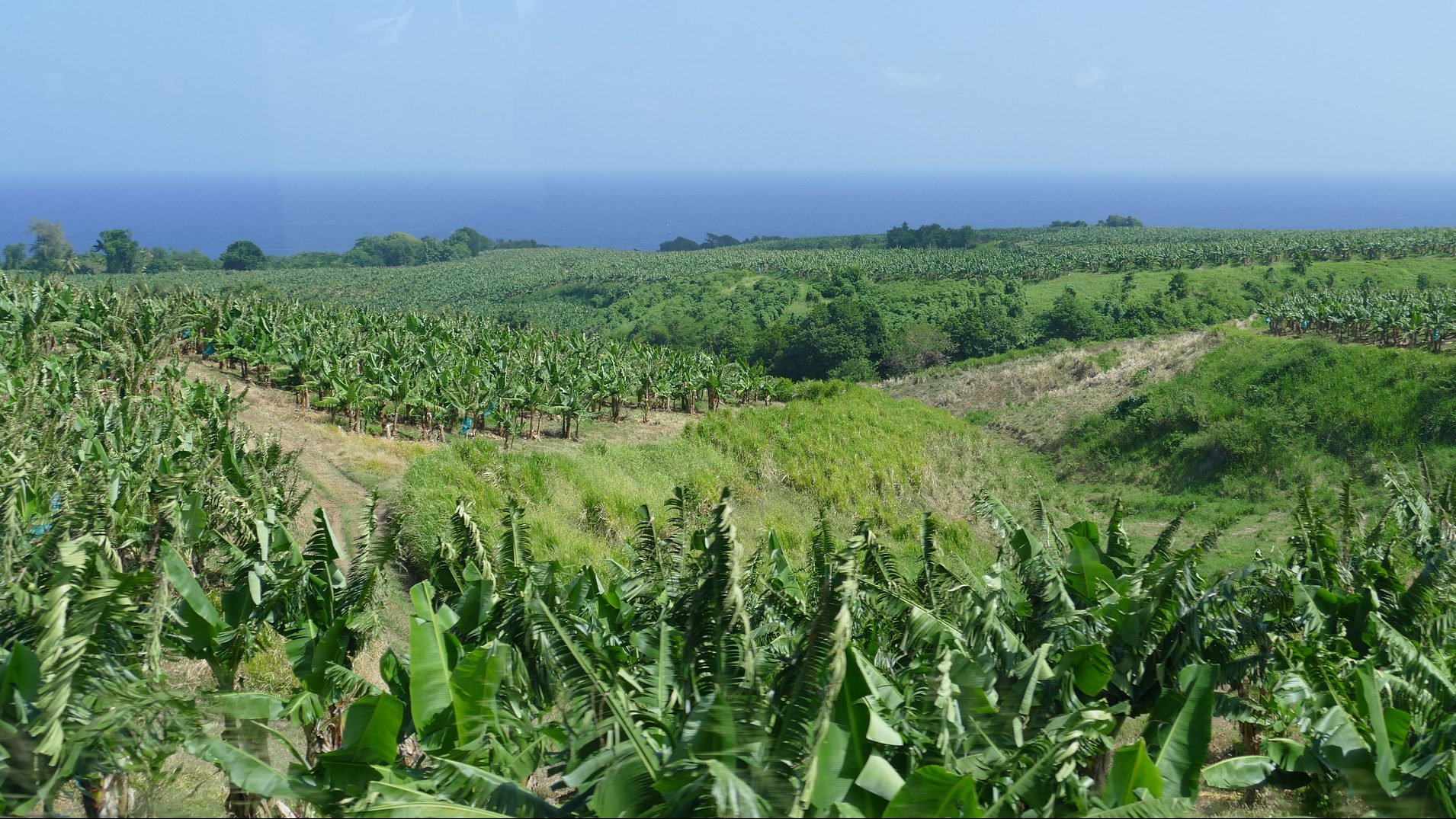 You are currently viewing Die Nutzgärten auf Martinique