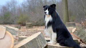 Mehr über den Artikel erfahren Filmhund Snoop in „Anatomie eines Falles“