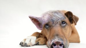 Mehr über den Artikel erfahren „Animal farm“ – vom Hund auf’s Schwein gekommen