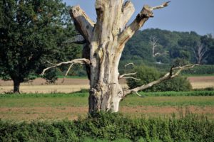 Mehr über den Artikel erfahren <strong>Sehnsuchtsorte: Taiga, Wald und der Song „Mein Freund, der Baum ist tot“</strong>