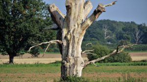 Mehr über den Artikel erfahren <strong>Sehnsuchtsorte: Taiga, Wald und der Song „Mein Freund, der Baum ist tot“</strong>