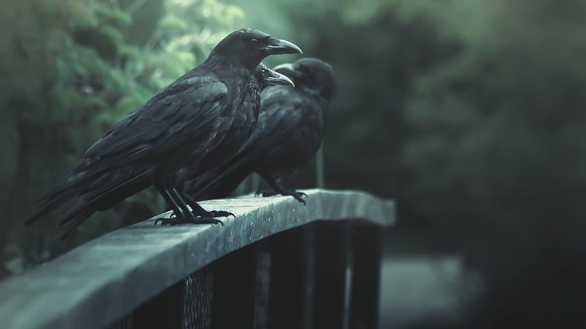Du betrachtest gerade Urban legends: Faszination und Horror im Film „Düstere Legenden“