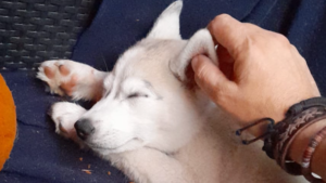 Mehr über den Artikel erfahren Mittwoch-Seminar im Wintersemester 2025/26: „Anima(l)“: Tiere als Spiegelbilder menschlicher Seelenzustände