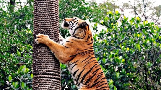 Du betrachtest gerade „Tiger, wetze nur die Klauen!“ – eine Erwiderung und Erweiterung