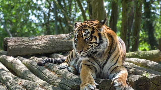 Du betrachtest gerade Auf den Tiger gekommen – Gedankenspiele zu Menschen und Tigern in Büchern, Filmen, Oper