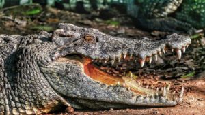 Mehr über den Artikel erfahren Der Film „The Bayou“ – Alligatoren, Spiegelbilder der Charaktere der handelnden Protagonisten?