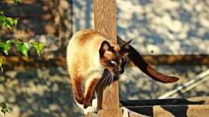 Mehr über den Artikel erfahren Von Ravels Geburtstag, über Katzenliebhaber zu Siamkatzen und unterschiedlichen Deutungen