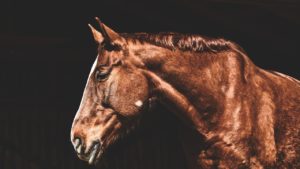 Mehr über den Artikel erfahren Leserbrief: Rückblick auf „Der Pferdeflüsterer“ und die Ethology (früher „Tierpsychologie“)