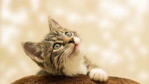 Mehr über den Artikel erfahren Schon mal was vom berühmten „Katzenduett“ von Rossini gehört?