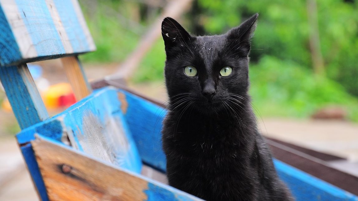 Du betrachtest gerade Gints Zilbalodis’ Animationsparabel „Flow“ – Überlebenskampf einer Katze als Abgesang auf einen drohenden Untergang?