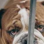 „Dog Lab“ – eine weitere Mensch-Hund-Geschichte von T.C. Boyle