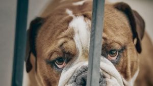 Mehr über den Artikel erfahren „Dog Lab“ – eine weitere Mensch-Hund-Geschichte von T.C. Boyle