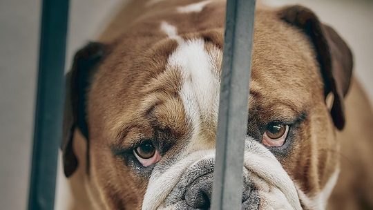 Du betrachtest gerade „Dog Lab“ – eine weitere Mensch-Hund-Geschichte von T.C. Boyle