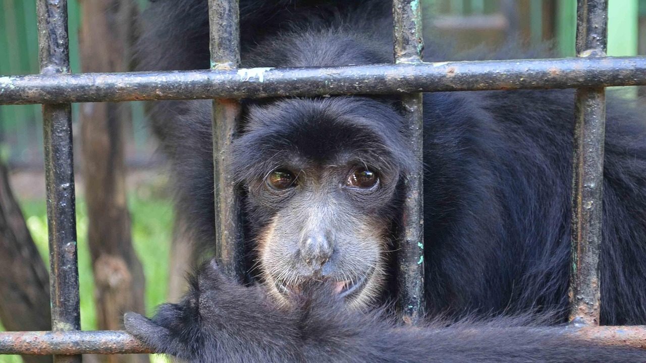 Du betrachtest gerade Teil XIV „Tatort Frankfurt. Welche Rolle spielt die Magie der Musik?“ Museum für Kommunikation Gedankenspiel um Callas, Pasolini, Goodall