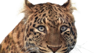 Mehr über den Artikel erfahren <strong>Rilke und der Panther – tierische Deutung im Literaturhaus Darmstadt</strong>