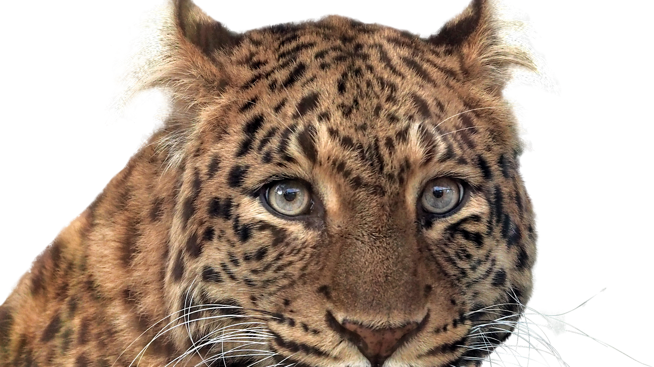 Du betrachtest gerade <strong>Rilke und der Panther – tierische Deutung im Literaturhaus Darmstadt</strong>