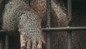 Mehr über den Artikel erfahren „Das Tierische im Menschen“ – Haben wir vergessen, unser inneres Tier zu leben?