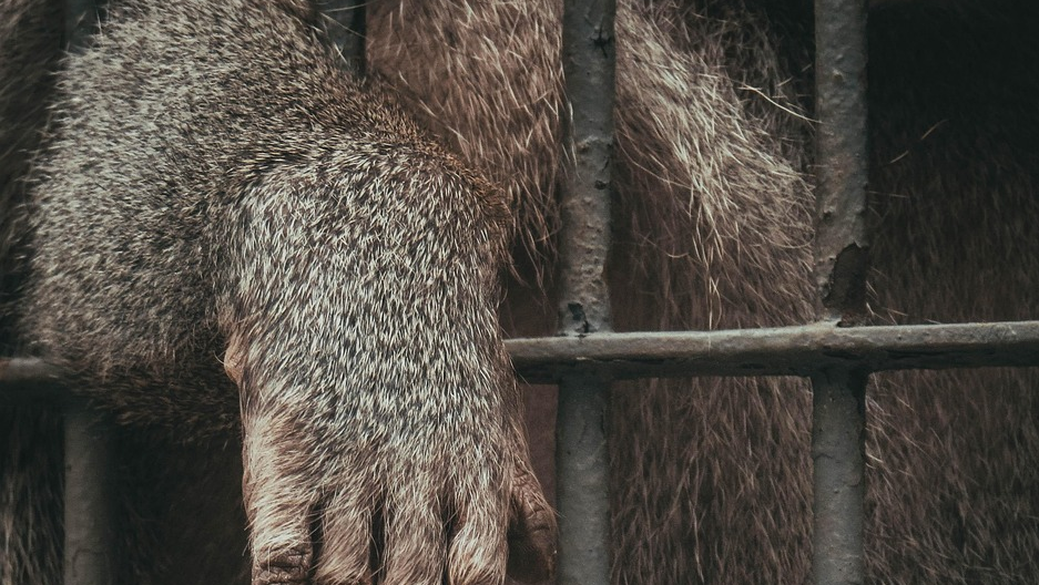 Du betrachtest gerade „Das Tierische im Menschen“ – Haben wir vergessen, unser inneres Tier zu leben?