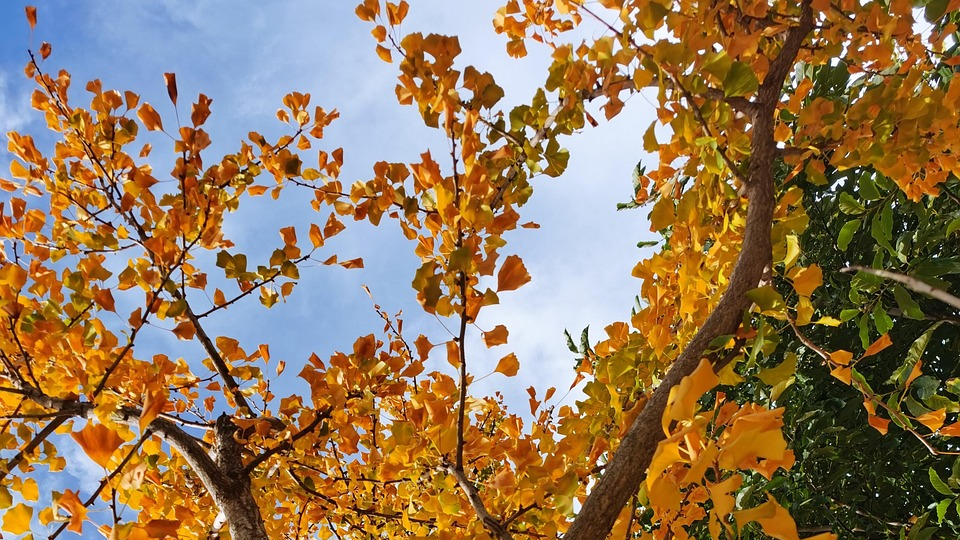 Du betrachtest gerade Filmtipp „Silent Friend“ (Stiller Freund) – ein alter Ginkgobaum als Symbol für Hoffnung