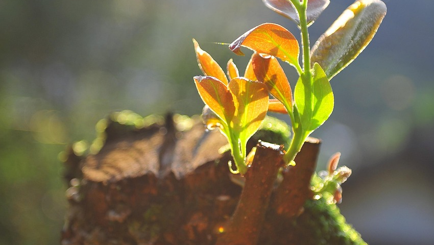 Du betrachtest gerade Kommentar zu Ellen: Romane als Hoffnungs-Quellen; „Ghost Stories“ von Siri Hustvedt